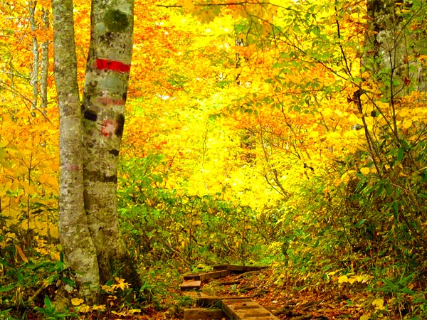 紅葉に全身を包まれる静かな燧裏林道のネイチャーハイク（10月初旬）